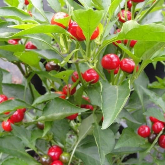 Pickled Red Cherry Hot Peppers - Hope Mountain Nurseries